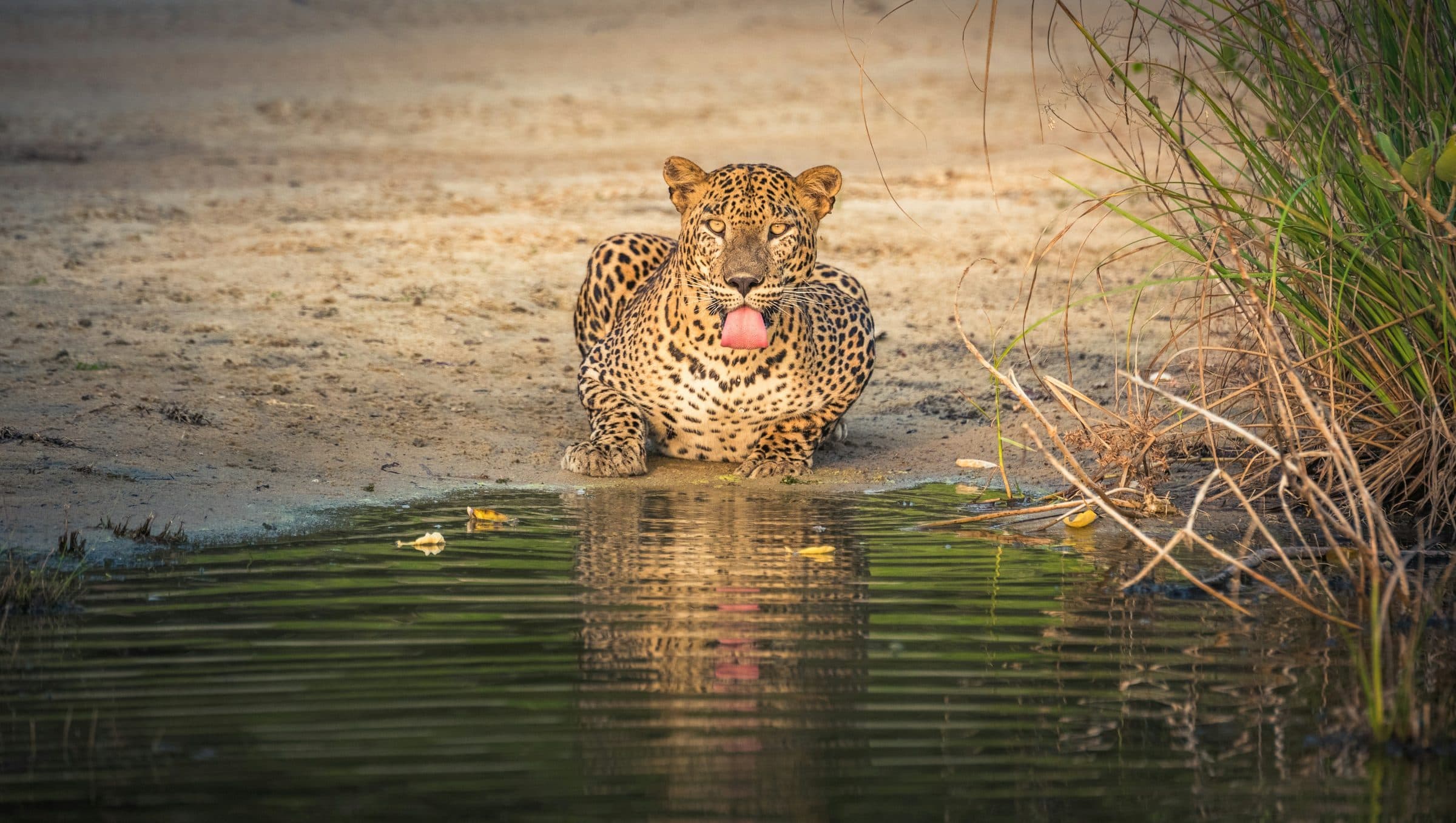 Wildlife Safaris