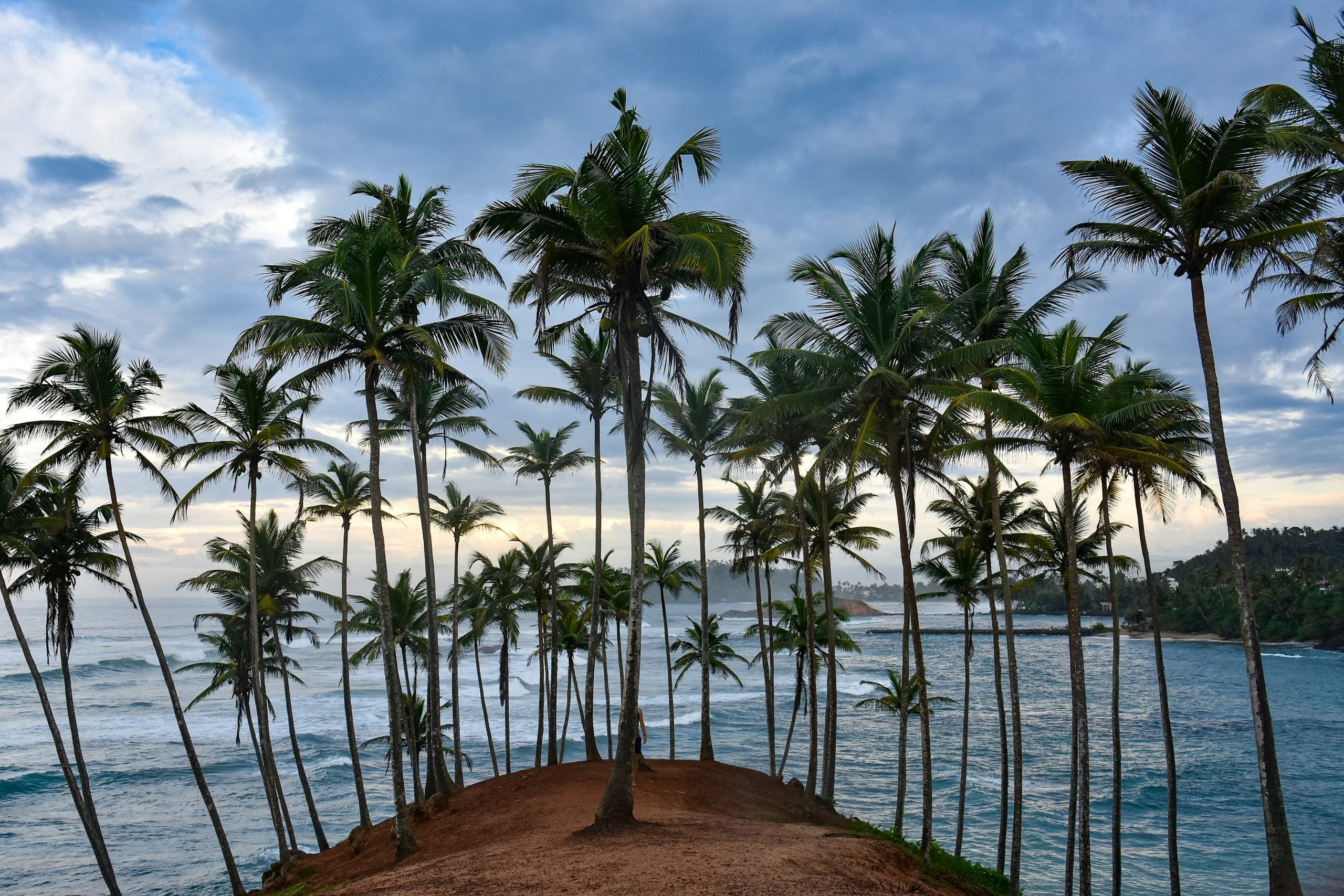 Coconut palms on the headland at Coconut Tree Hill, Mirissa