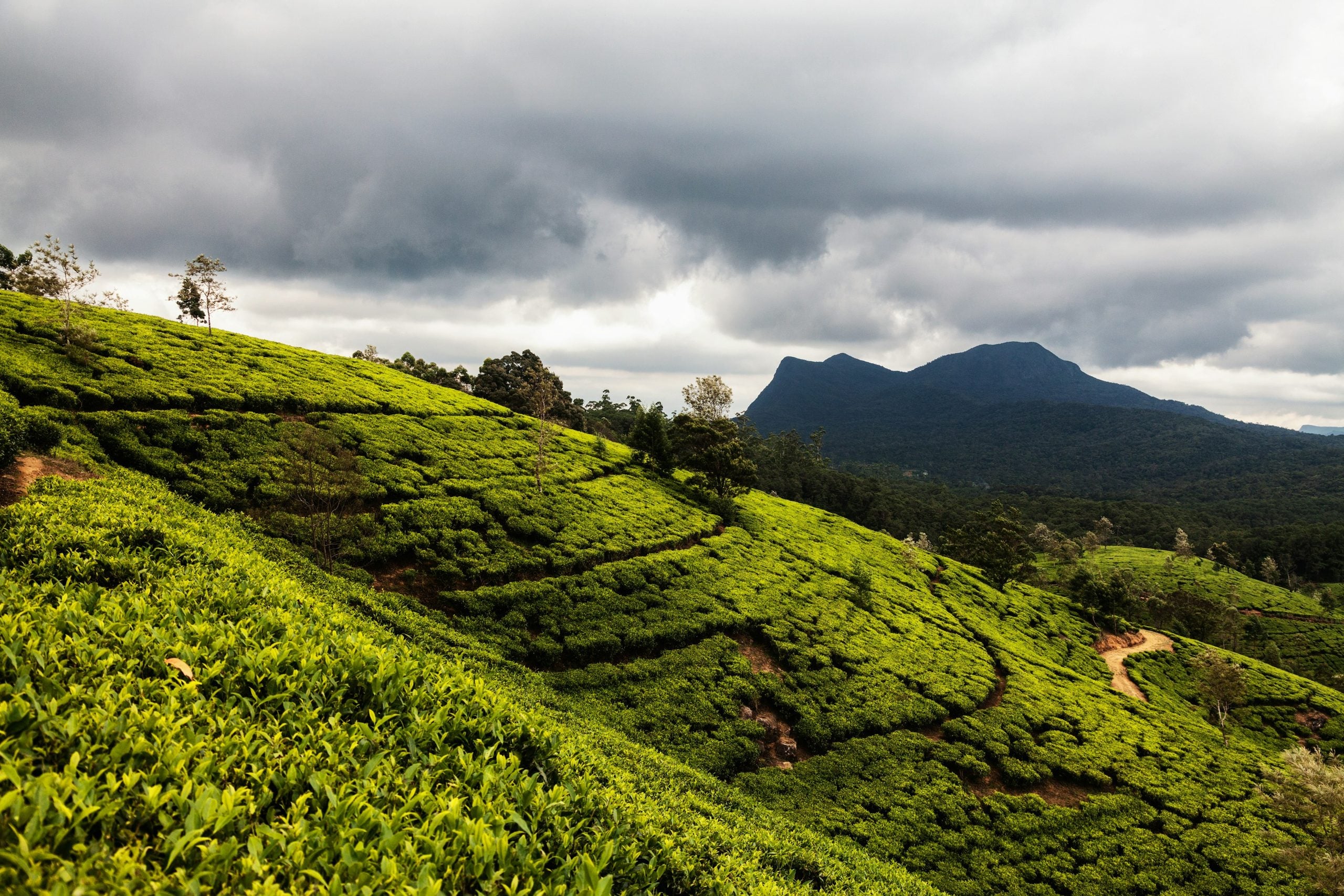 Tea plantation near Nuwara Eliya under a cloudy sky